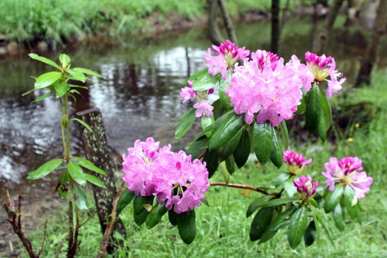 Weir Cottage Balledent ภายนอก รูปภาพ